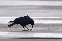 zwarte kraai (Corvus corone) 2-2018 0390